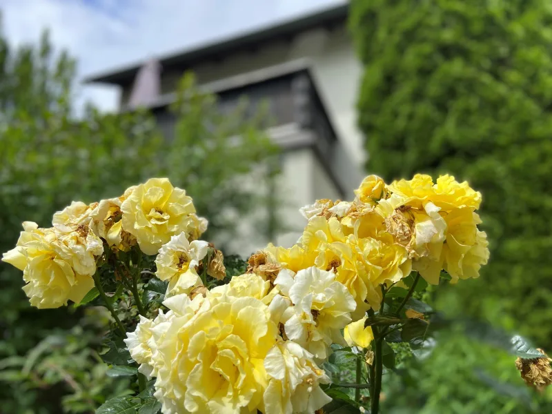 Eindruck vom Garten