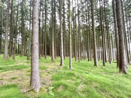 Wald - Land- und Forstwirtschaft kaufen in Waidhaus - Waldfläche in der Gemarkung Reinhardsrieth