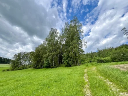 Wald  - Land- und Forstwirtschaft kaufen in Waidhaus - Landwirtschaftliches Objekt in Waidhaus