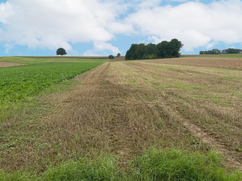 Ackerfläche - Land- und Forstwirtschaft kaufen in Eitensheim - Ideal für Landwirte!