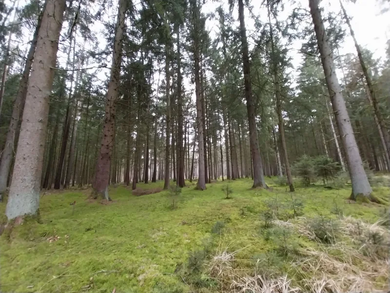 Titelbild-P62 - Land- und Forstwirtschaft kaufen in Sengenthal - Wald in der Nähe von Sengenthal-Buchberg