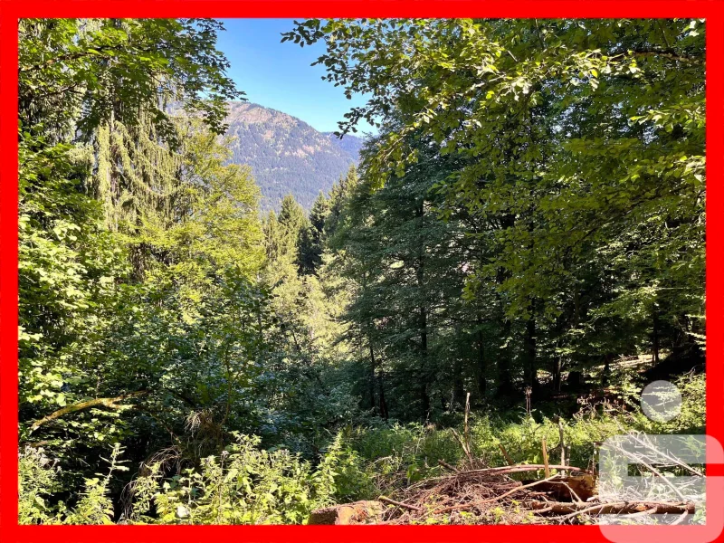 Bild - Land- und Forstwirtschaft kaufen in Garmisch-Partenkirchen - Bergwald am Eckbauer