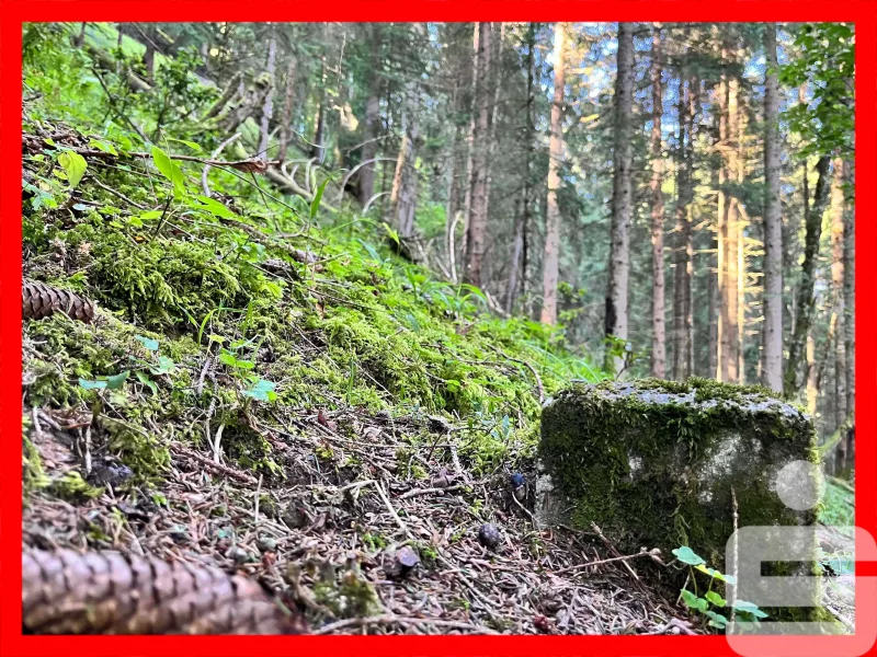 Bild - Land- und Forstwirtschaft kaufen in Garmisch-Partenkirchen - Waldgrundstück bei Wamberg