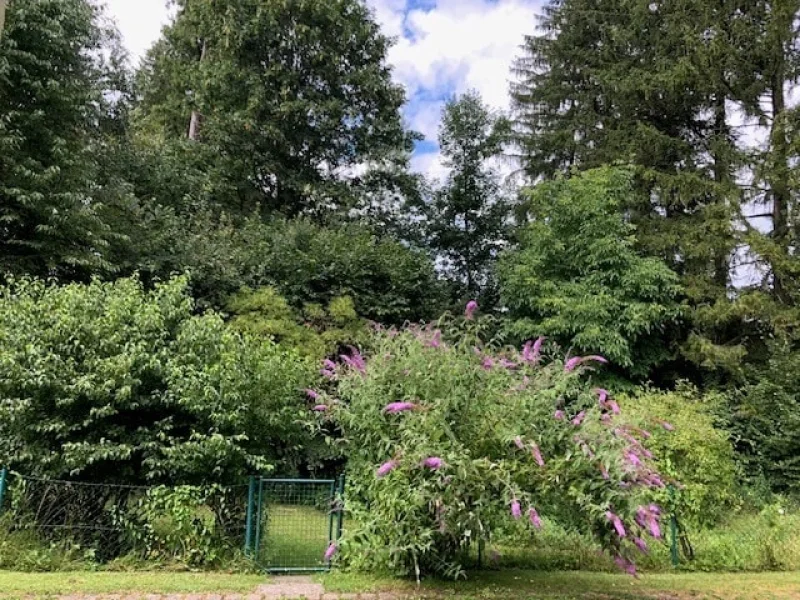 Zugang zum Waldstück hinter dem Haus