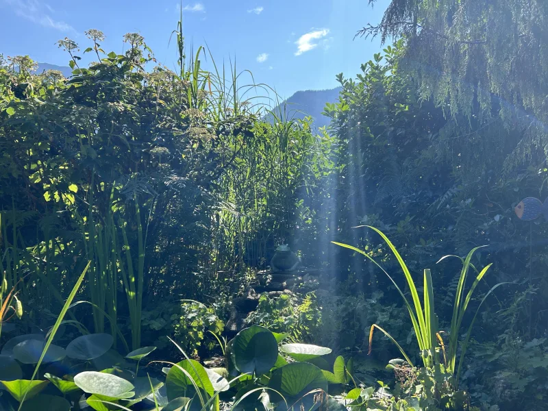 Blick in den Garten mit Teich