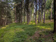 Titelbild - Blick in den Wald