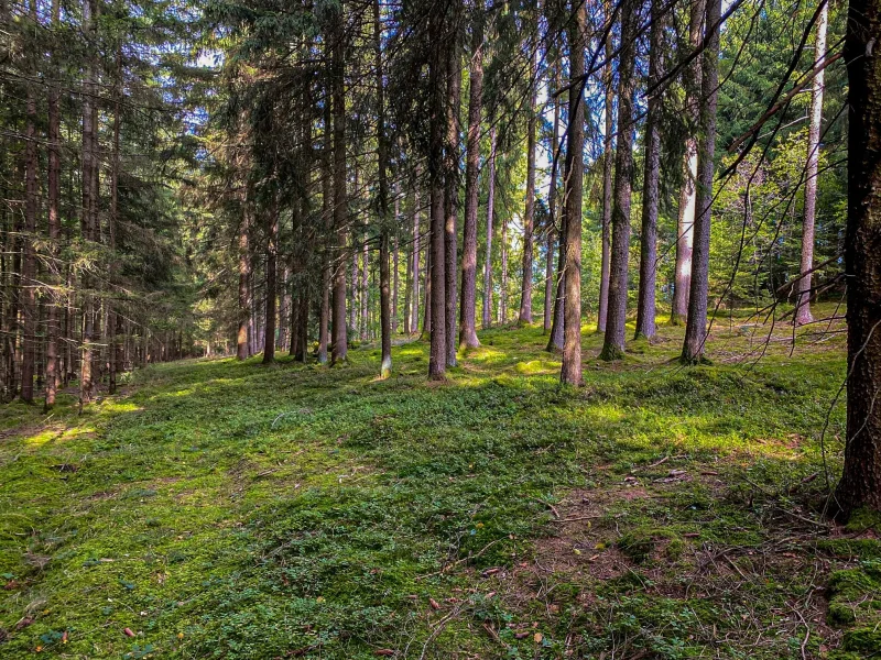 Titelbild - Blick in den Wald - Land- und Forstwirtschaft kaufen in Reisbach - Griesbach – Gemeinde Reisbach: Schmidlkofener Holz, Waldfläche