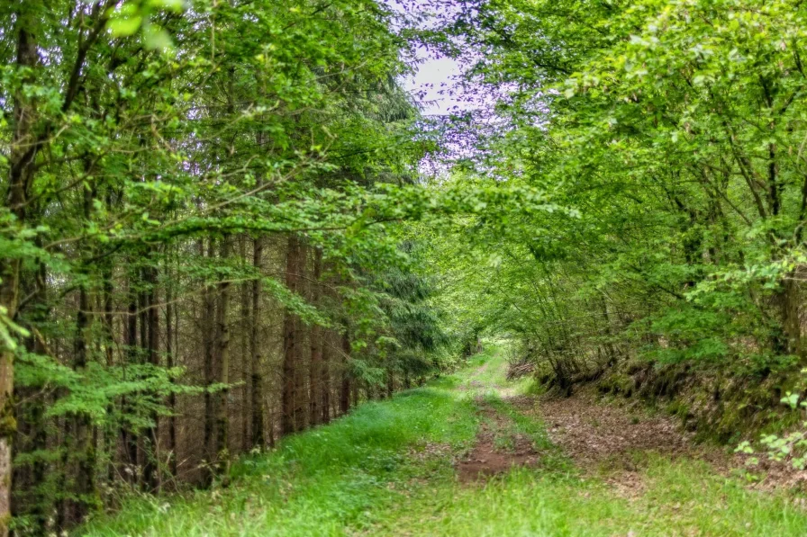 Blick in die Waldlandschaft