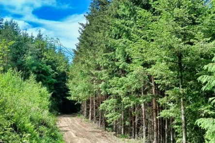 Titelbild - Land- und Forstwirtschaft kaufen in Hunderdorf - Waldfläche zwischen Furth und Mitterfels