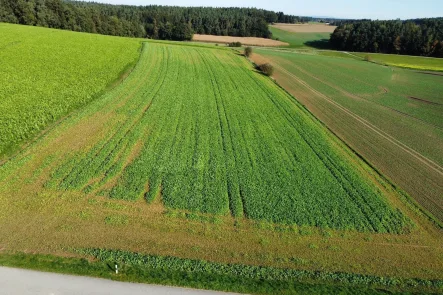 Titelbild - Land- und Forstwirtschaft kaufen in Reisbach - Acker Nähe Reisbach zwischen Reitl und Hornach