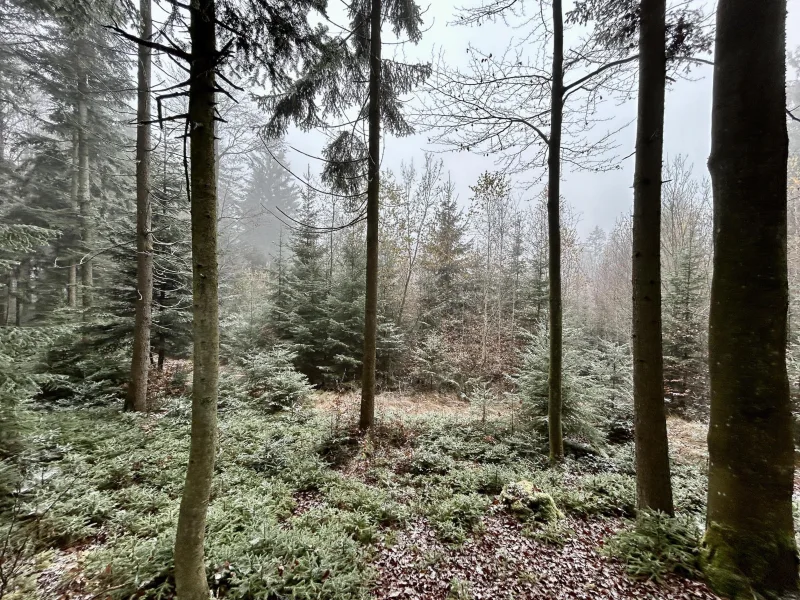 Wald