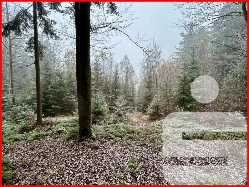 Wald - Grundstück kaufen in Freyung - Waldgrundstück bei 94078 Freyung