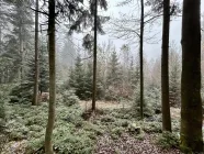 Wald