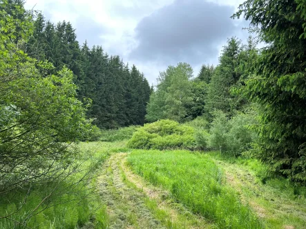 Titelbild - Grundstück kaufen in Waldmünchen - Landwirtschaftliche Fläche/Waldfläche in Waldmünchen
