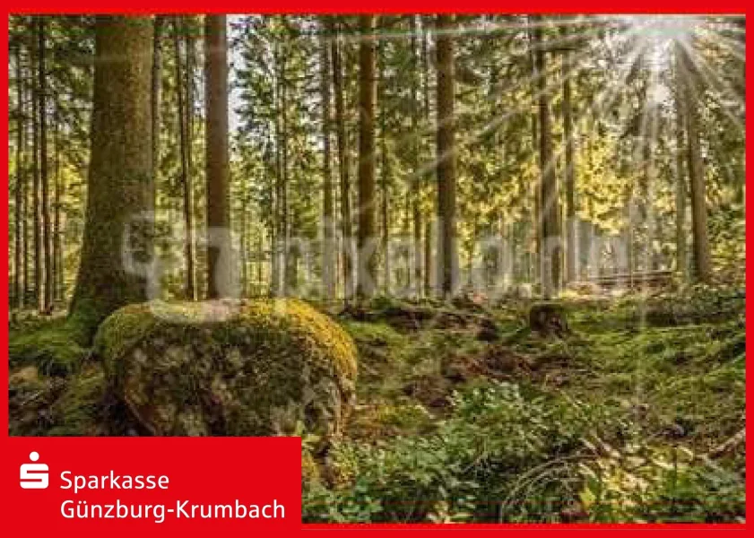 Waldgrundstück - Grundstück kaufen in Ursberg - saftiges Waldgrundstück in Ursberg-Mindelzell