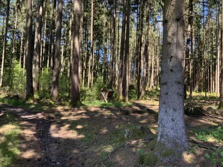 Bestand - Grundstück kaufen in Babensham - Waldfläche mit sehr guter Zufahrt