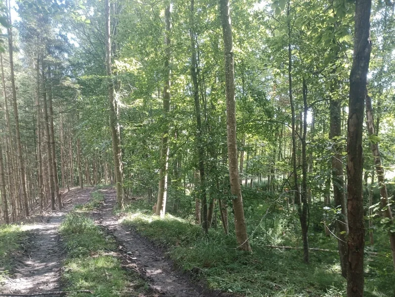 Wald mit Forstweg