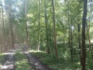 Wald mit Forstweg