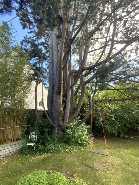 Großer Baum im Garten