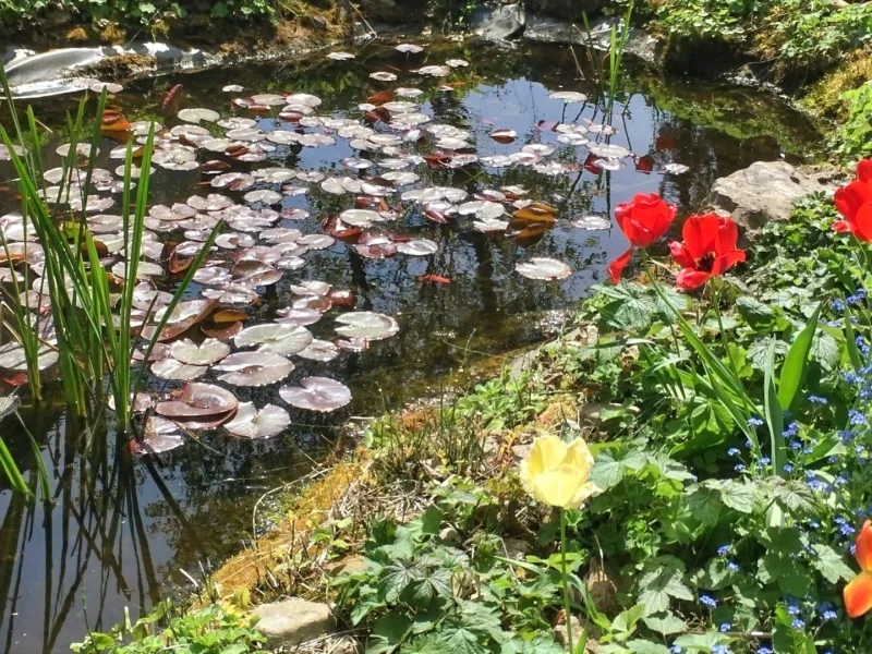 Gartenteich