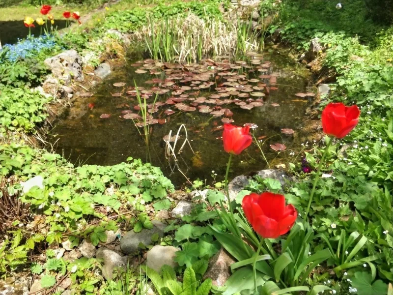 Gartenteich