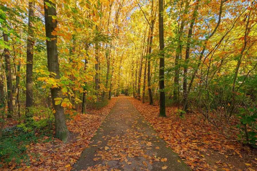 angrenzender Wald