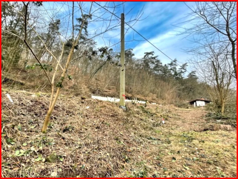 Baugrundstück mit Wald - Grundstück kaufen in Altleiningen - Planiertes Baugrundstück in Hang- und Waldrandlage für den Neubau eines Einfamilienhauses !