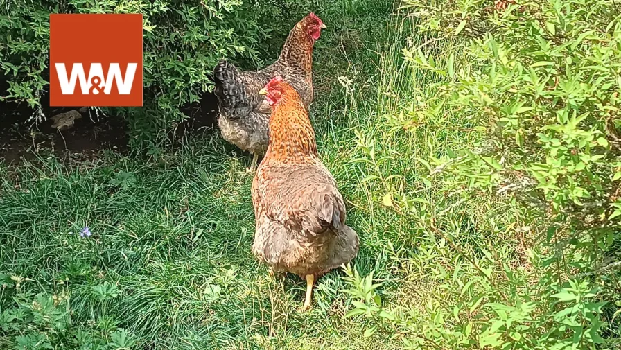 Frische Eier zum Frühstück?