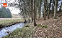 Waldstück am Weißen Main