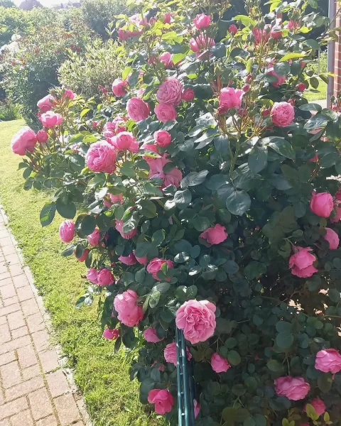 Garten Rosen