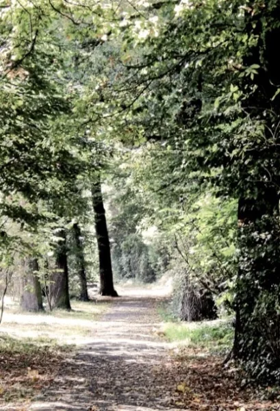 Waldweg nach Enkheim