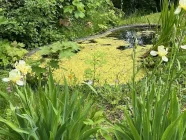 Gartenteich neben Reitplatz