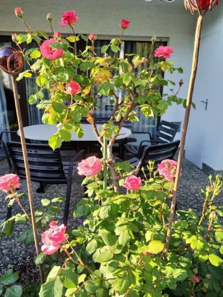 Sommer auf der Terrasse