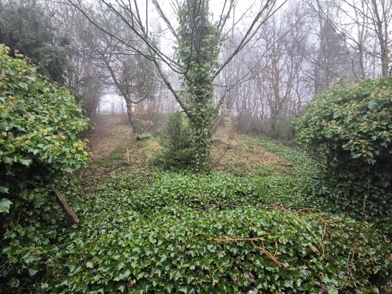 Garten hinter dem Haus