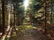 Der eigene begehbare Wald zum Spazieren und Joggen gehen