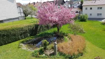 Der wunderschöne Kirschbaum