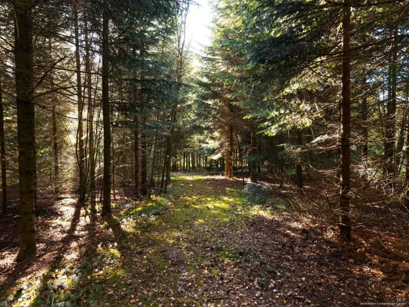 Der eigene begehbare Wald zum Spazieren und Joggen gehen