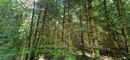 Foto 1 - Land- und Forstwirtschaft kaufen in Waakirchen / Schaftlach - Rarität: Herrliches Waldgrundstück Nähe Sachsenkam!