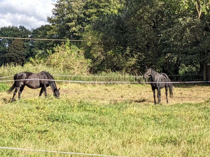 Wiese hinter dem Grundstück