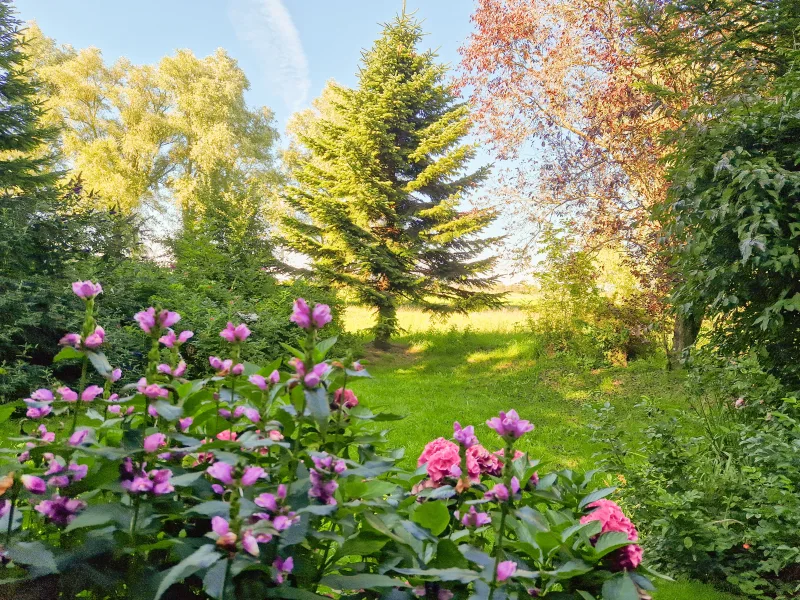 Eingewachsener Garten