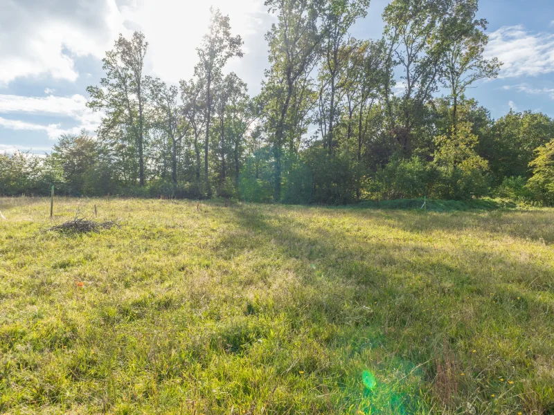 Blick auf die Waldfläche - Flurstück 153