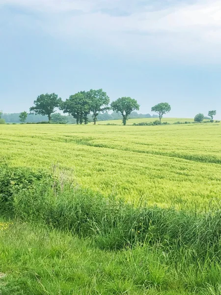 Blick über die Felder