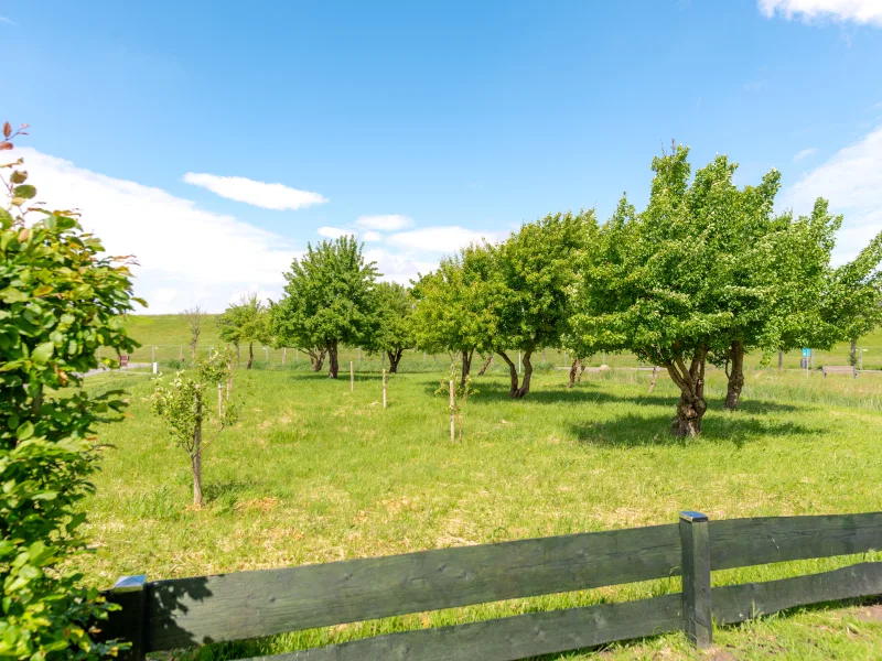 Obstwiese zwischen Haus und Deich