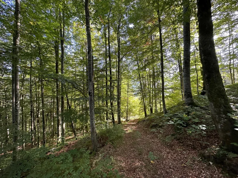 Waldgrundstück "am Kogel" - Grundstück kaufen in Kreuth - Waldgrundstück „am Kogel“ mit teilw. 120 Jahre altem Bestand