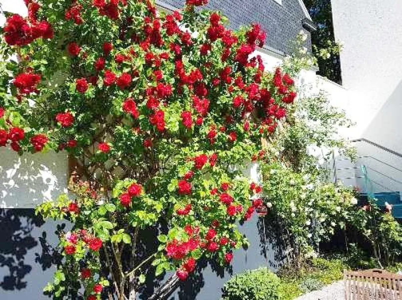 Blühender Rosengarten im Sommer