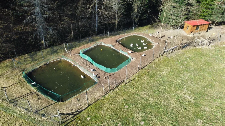 Zwei Fischweiher mit Forellen und Karpfen, sowie ein Schwimmteich für die