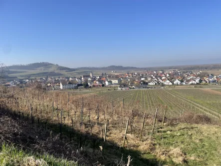 Reben - Land- und Forstwirtschaft kaufen in Jechtingen - Landwirtschaftsfläche über den Dächern von Jechtingen!