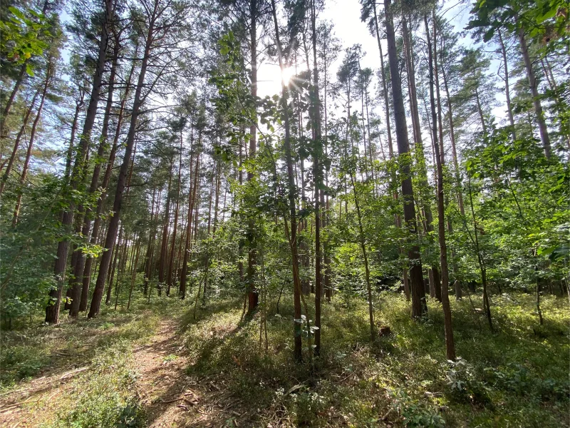 Ihr persönlicher Rückzugsort mitten in der Natur - Grundstück kaufen in Ramsberg - Grundstück in Seenähe zum Verkauf