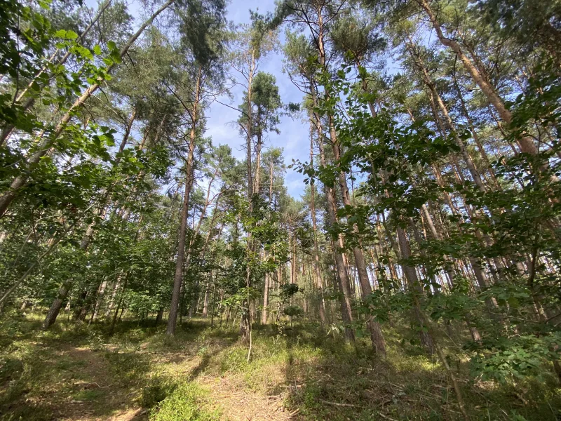 Das Grundstück inmitten der Natur - Grundstück kaufen in Ramsberg - Großzügiges Grundstück in Seenähe zum Verkauf