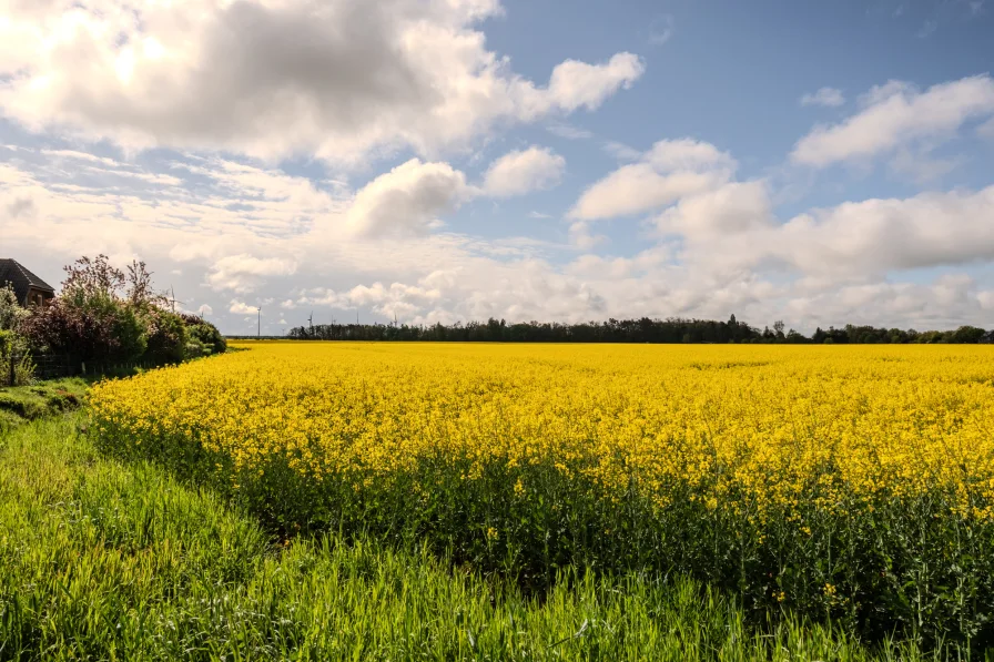 Visual axis of the fields "Die schmalen Enden"